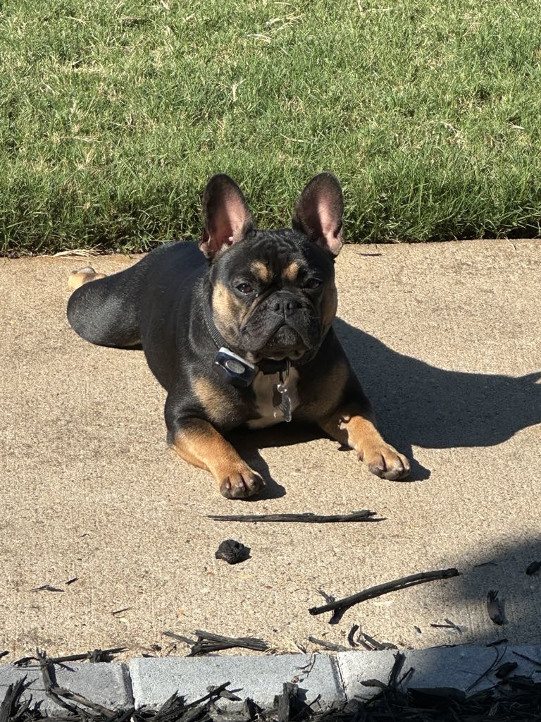 Ronghi's Wiggle Butt Frenchies | Watkinsville GA