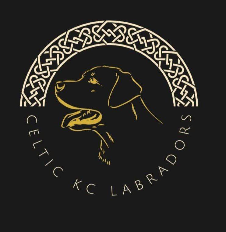 Celtic KC Labradors