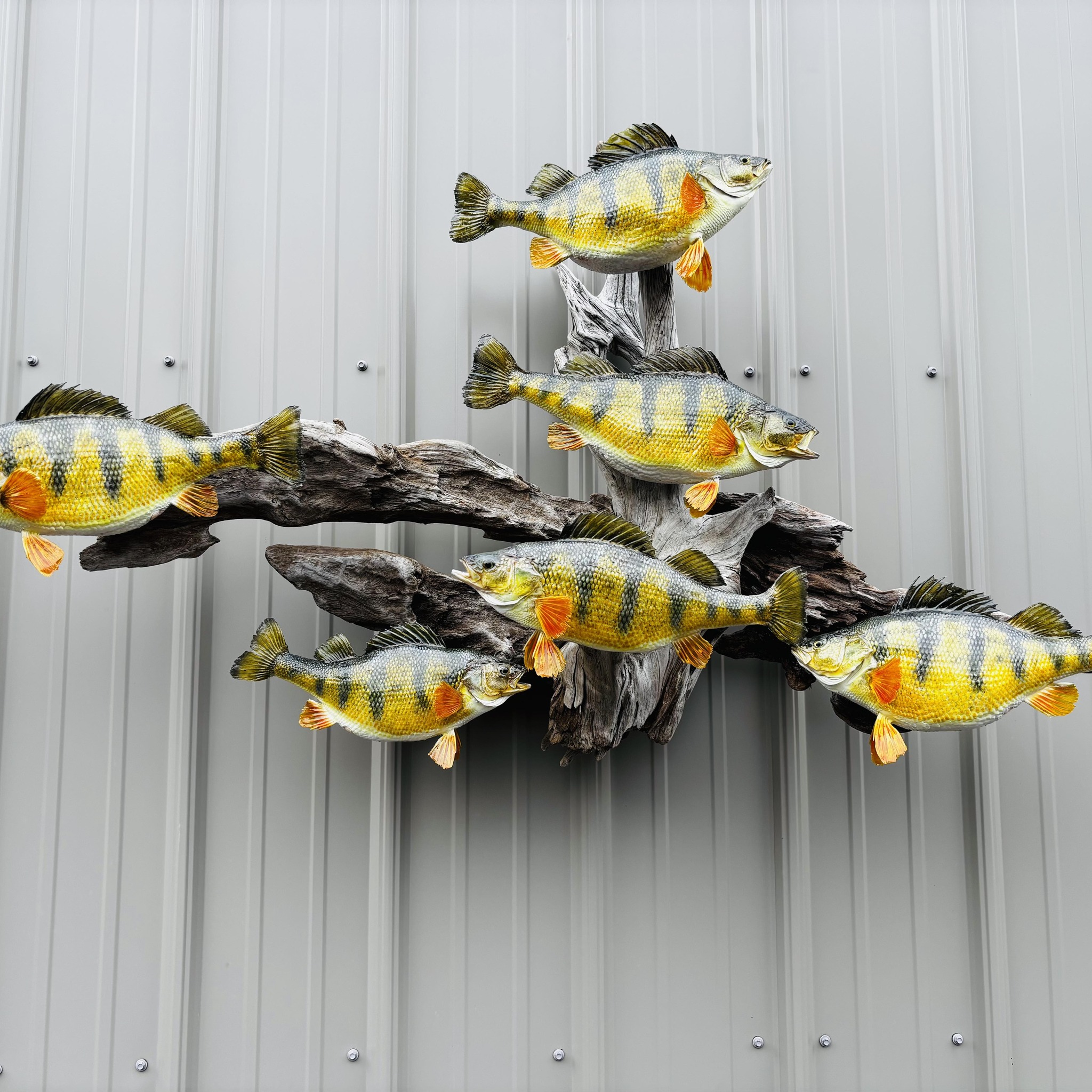 Jake’s Fish Taxidermy | Sparta WI