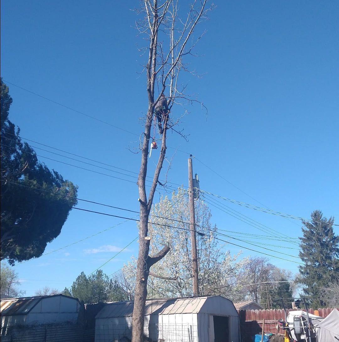 Pro Cuts Tree Service | Caldwell ID