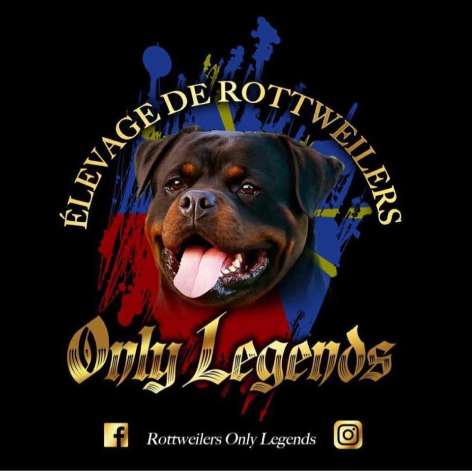Rottweilers Only Legends | Réunion Réunion