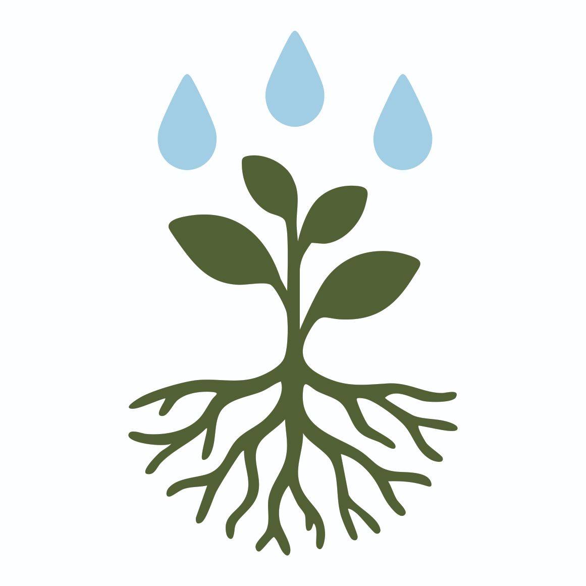 Rain and Roots | Hereford