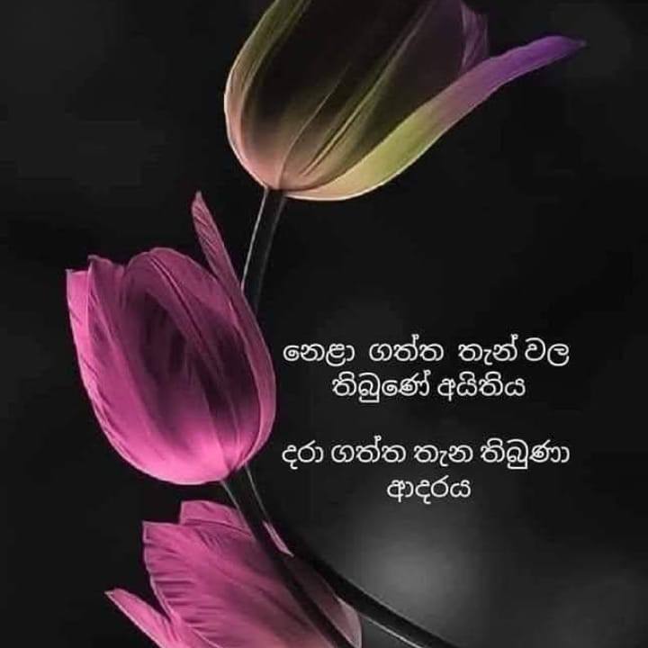 දිලුමා 𝔻𝕚𝕝𝕦𝕞𝕒