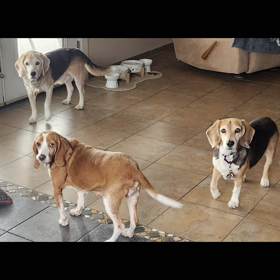 New member Delaney | Southern Nevada Beagle Rescue Foundation