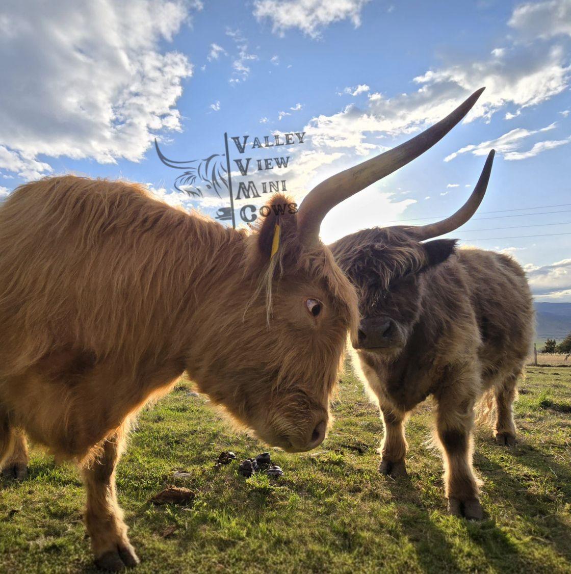 Valley View Mini Cows (@valley.view.mini.cows) • Facebook, Connect with ...