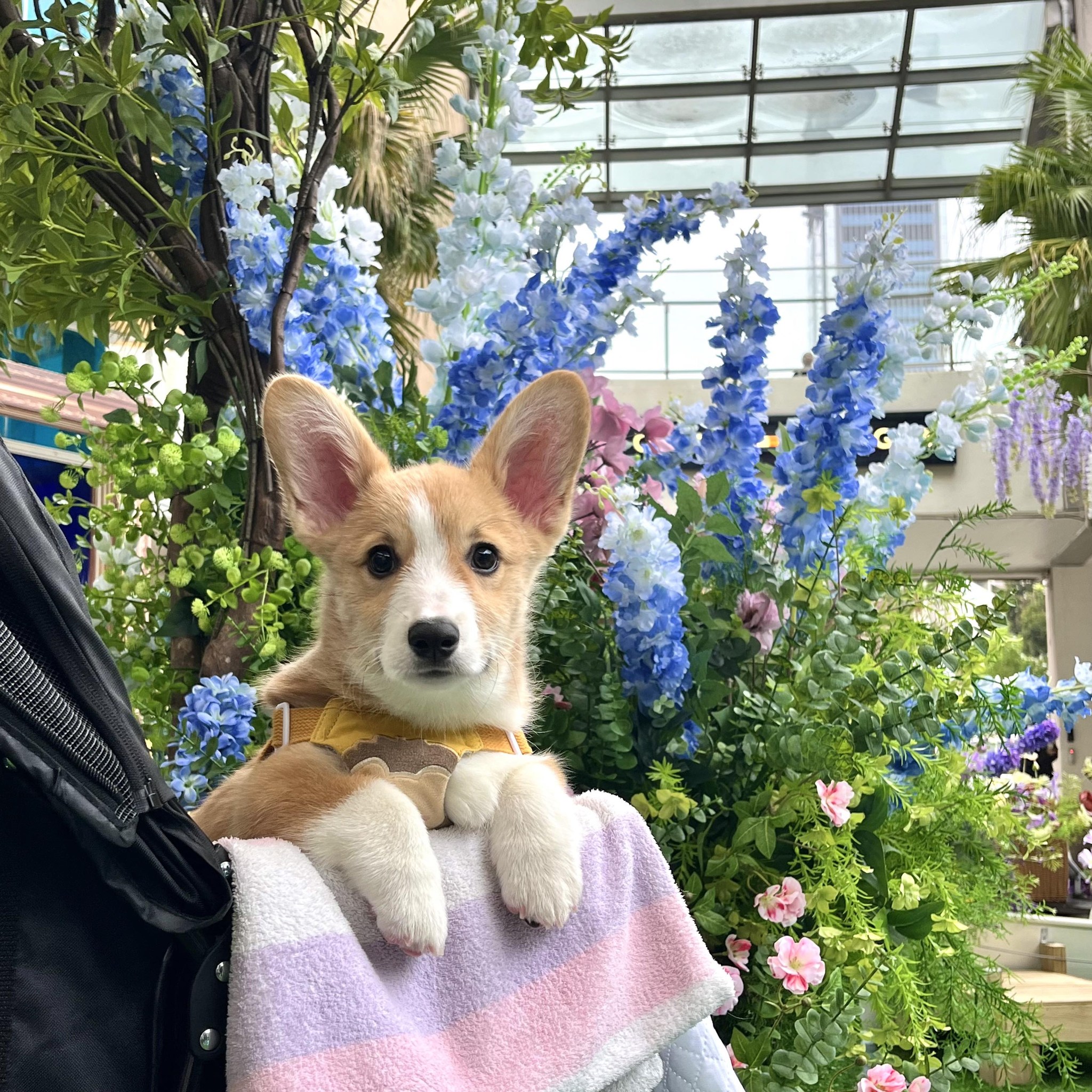 波比 Bobi 專屬日記