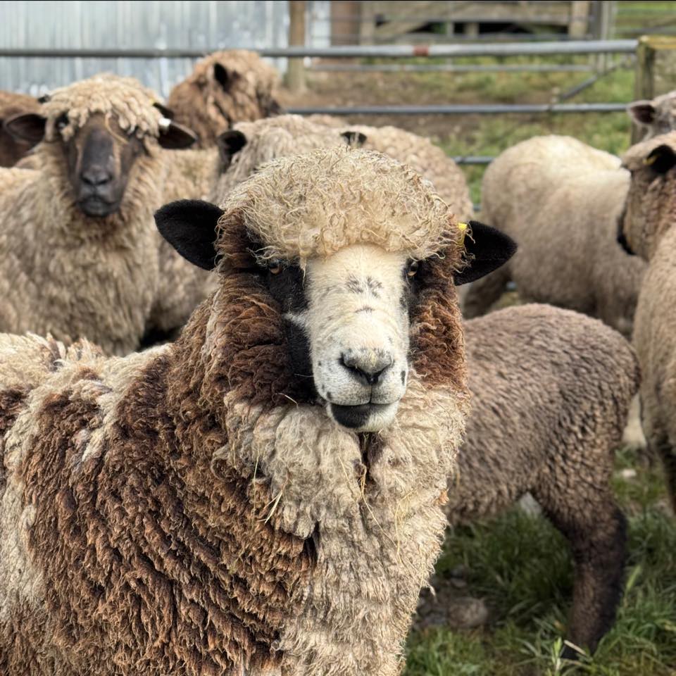 World Congress on Colored Sheep 2029 - follow this page for updates on ...