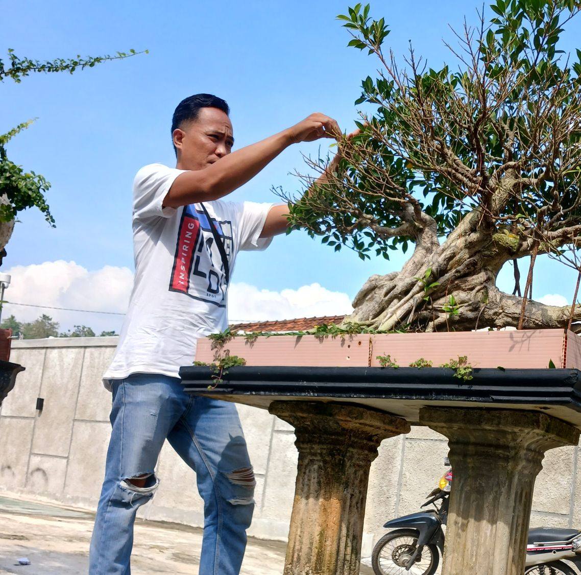 Replacing citrus tree thorns with active buds 🌳🌳 #plantcultivation # ...