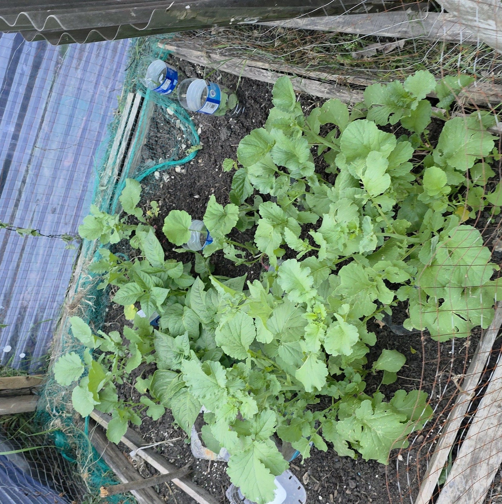Another garden bed structure built this week. We used this string ...