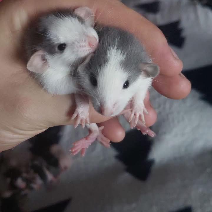 rattery heaven