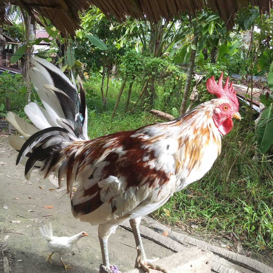 Mga kamanok TV