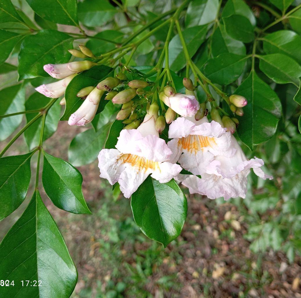 Eatha's World | Tangail