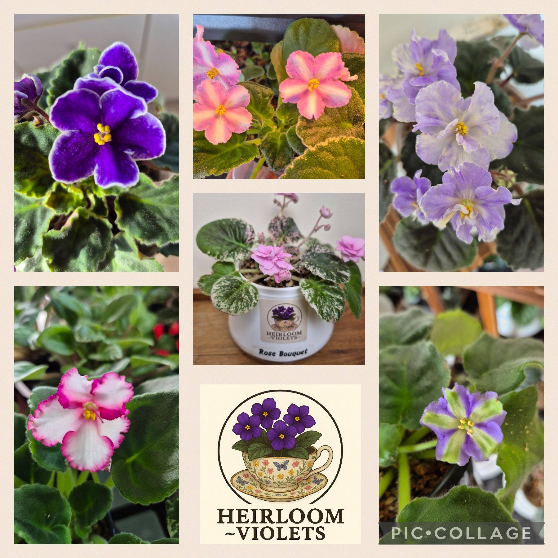 African Violets and Gesneriads Australia | Is there a suitable systemic ...
