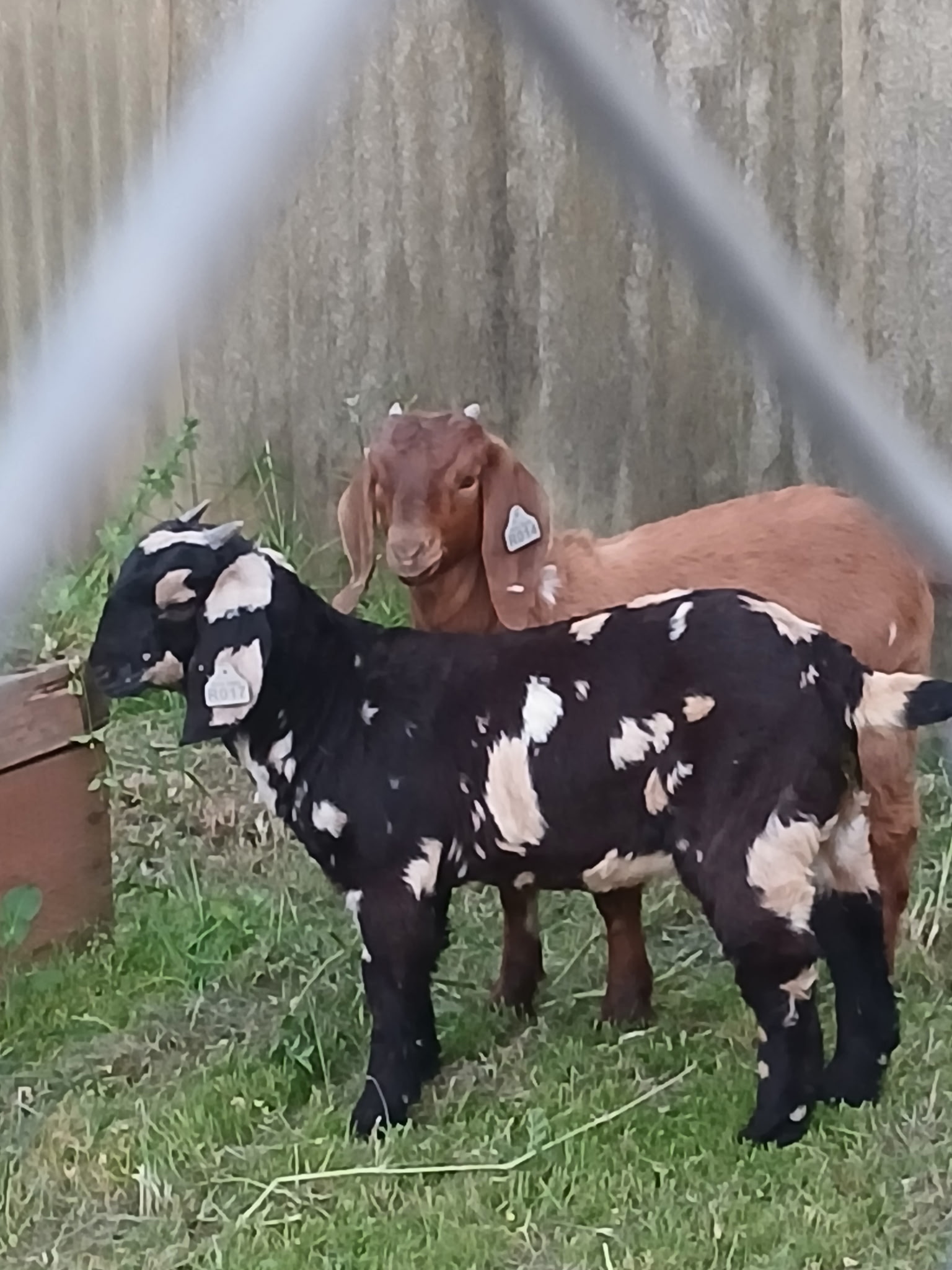 Sheep And Goats Farming In Nigeria | Common Goat Diseases & How to ...