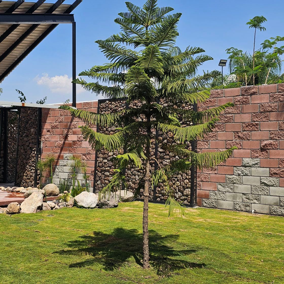 Terraza MOAG | Irapuato