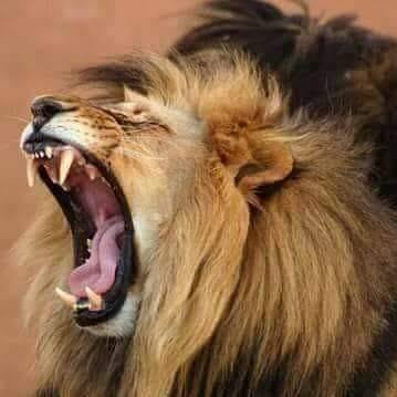 #گفتنی‌ها لوی درستیز وزارت دفاع ا.ا.افغانستان در باره ملاجمعه خان فاتح ...