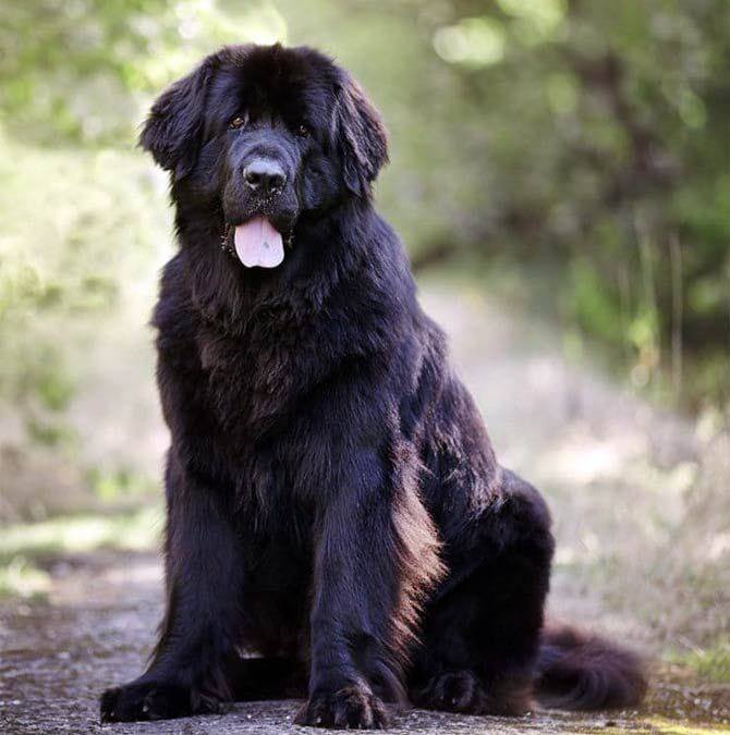 Newfoundland Dog Unity | We just rescued her and she needs a beautiful ...
