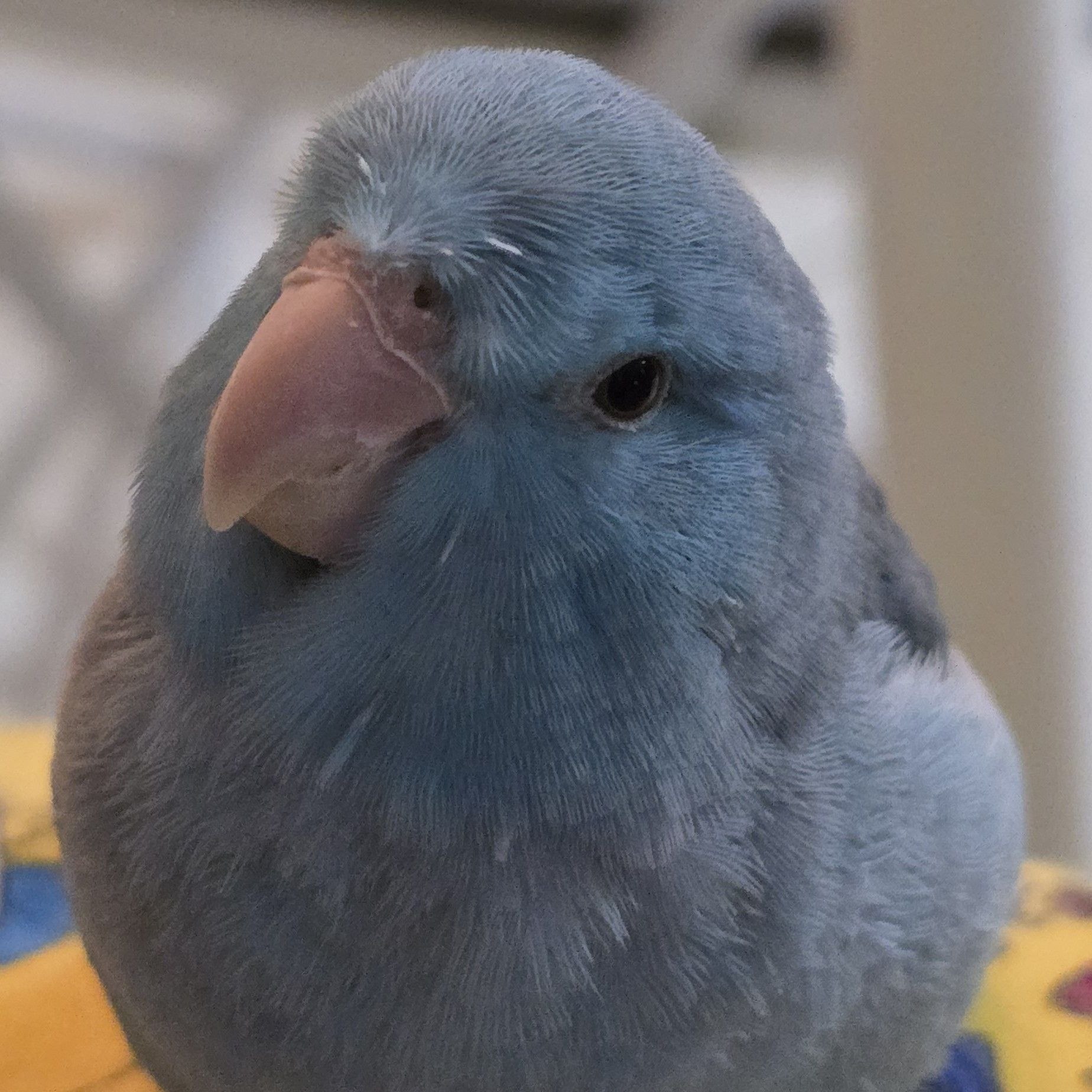 Photo inspiration: Visual Reference: Bluebird Parrotlet Petlovers Birds Igreels Parrotletsofinstagram