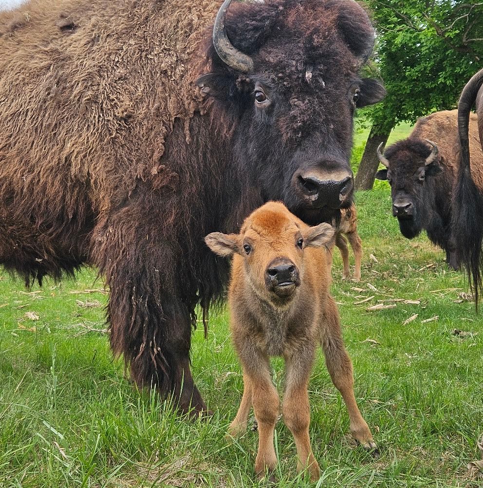 Green Ridge Bison Ranch | Sherrill IA
