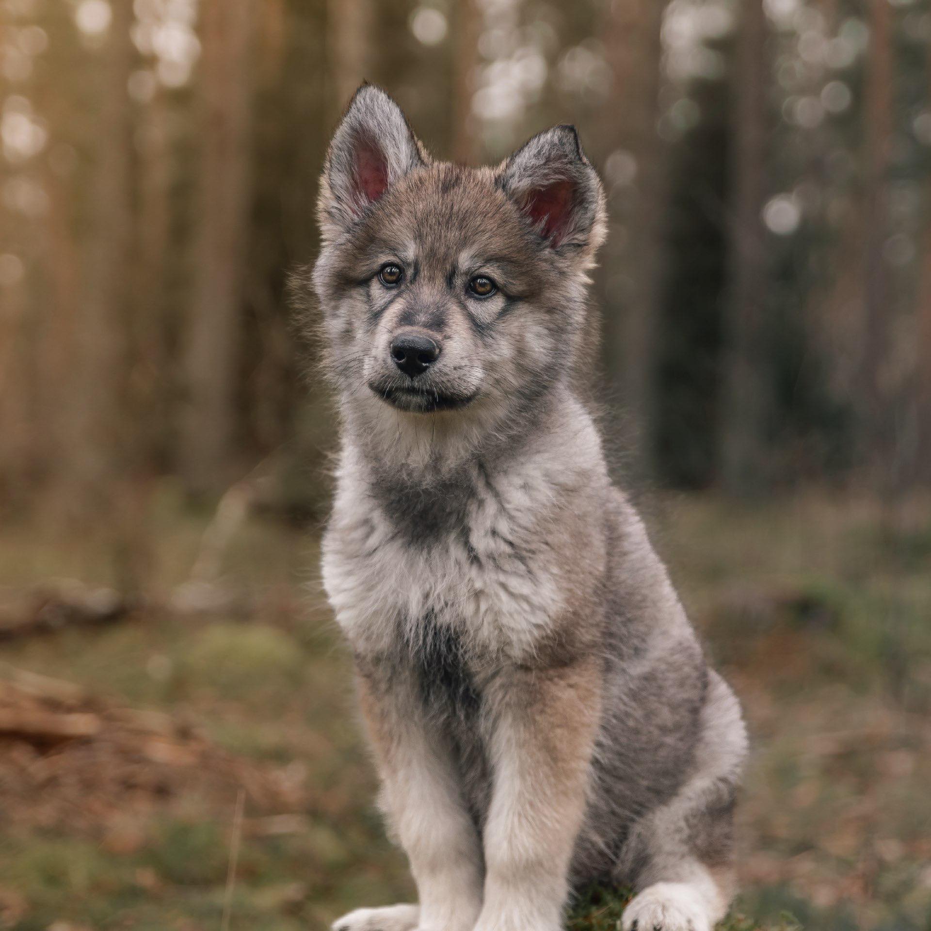 Wolf Hybrid and Wolfdog Puppies for Adoption and Rehoming | Facebook