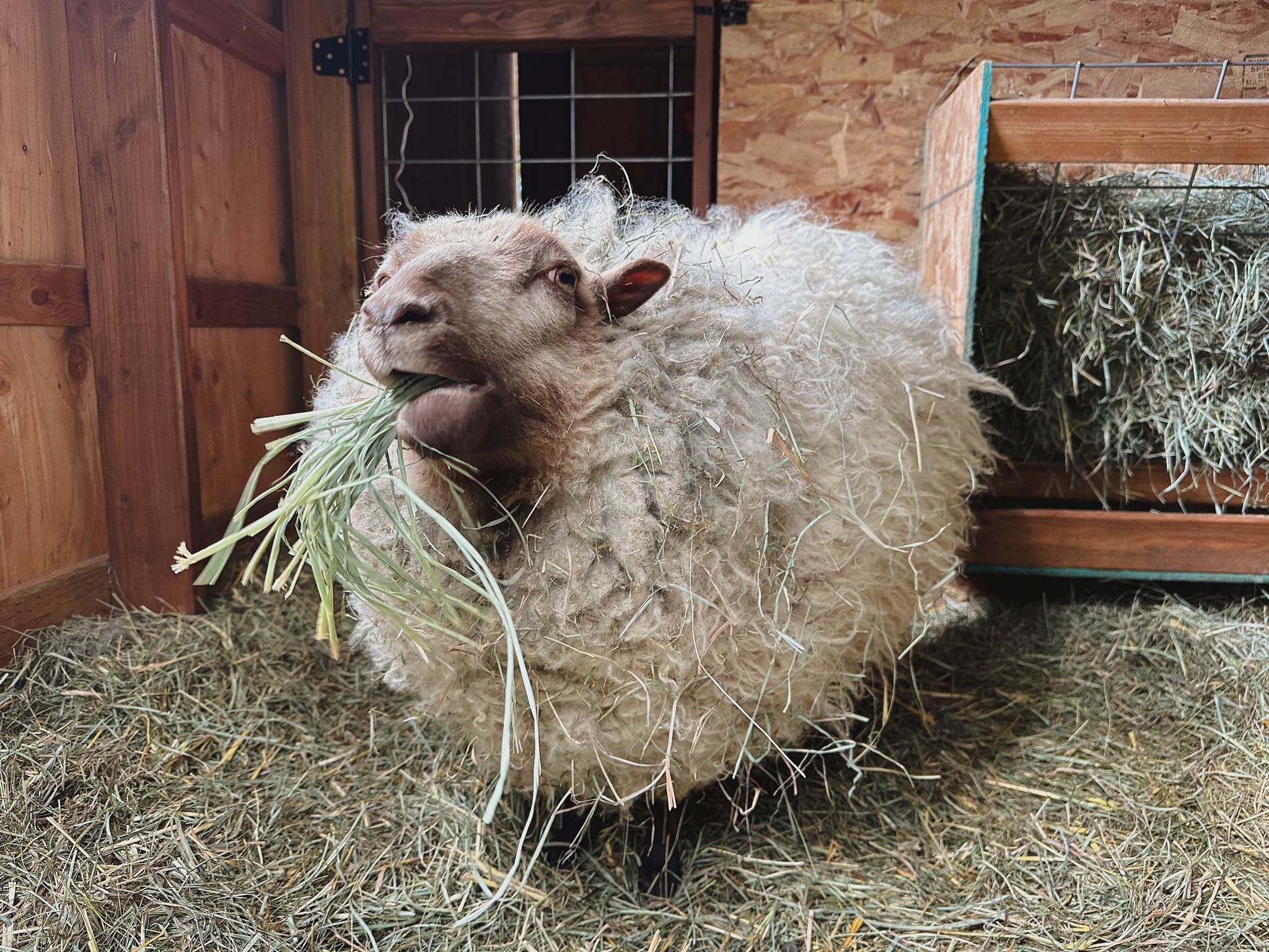 Wooded Acres Farm | Sandpoint ID