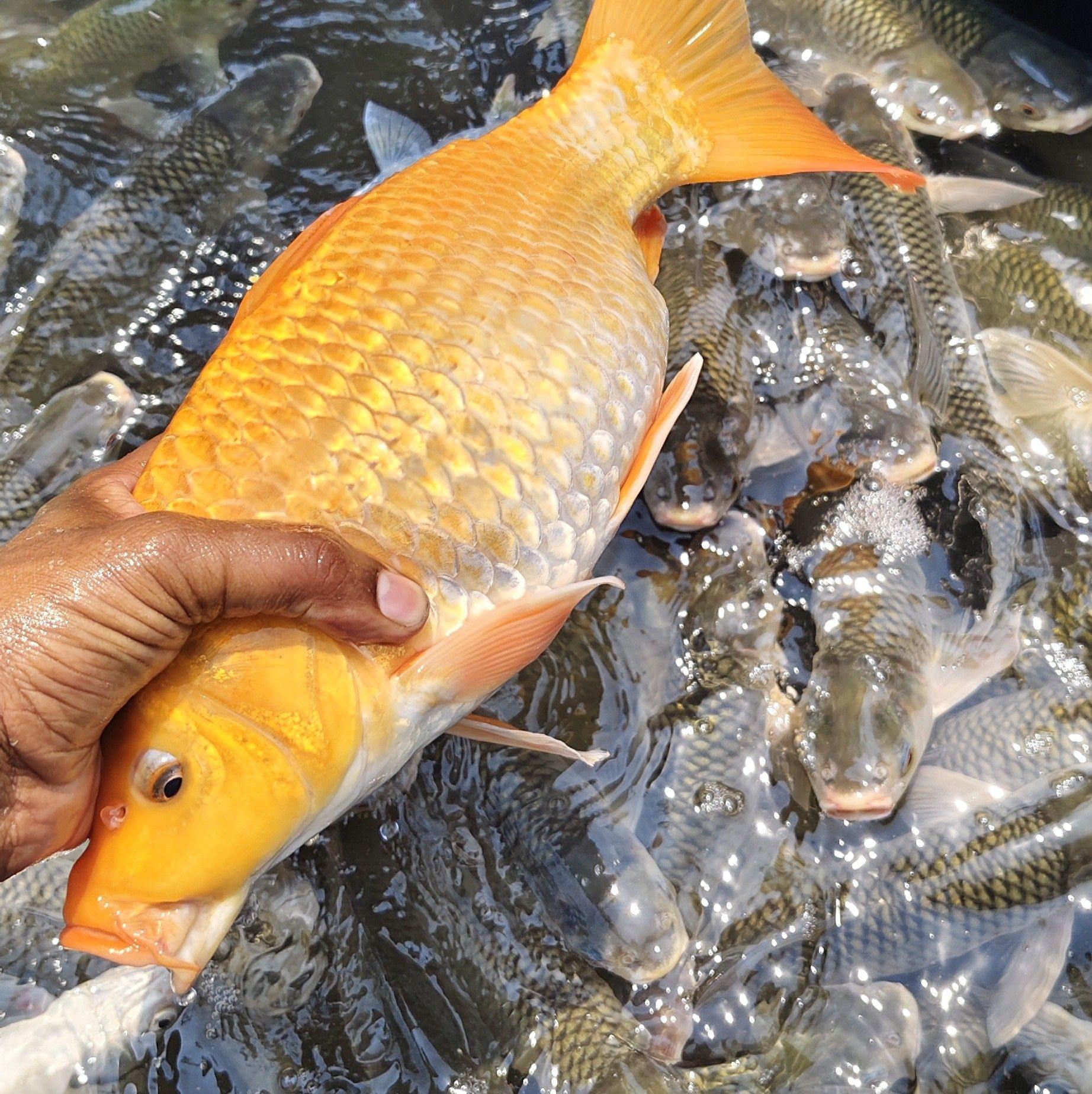 Fish Farming project