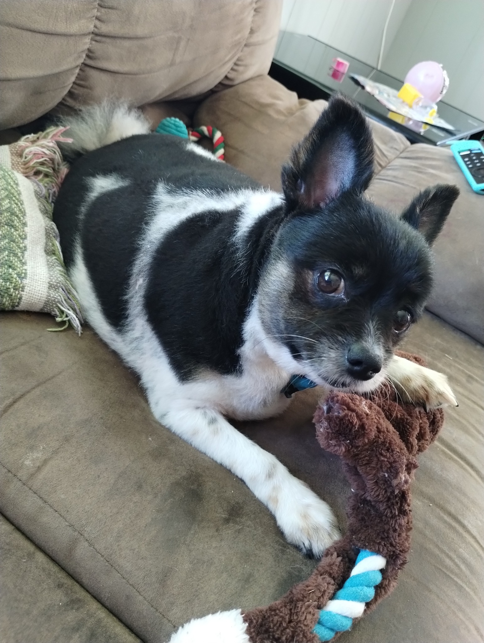 Simba's Scruff 2 Fluff Grooming Parlor | Poteau OK