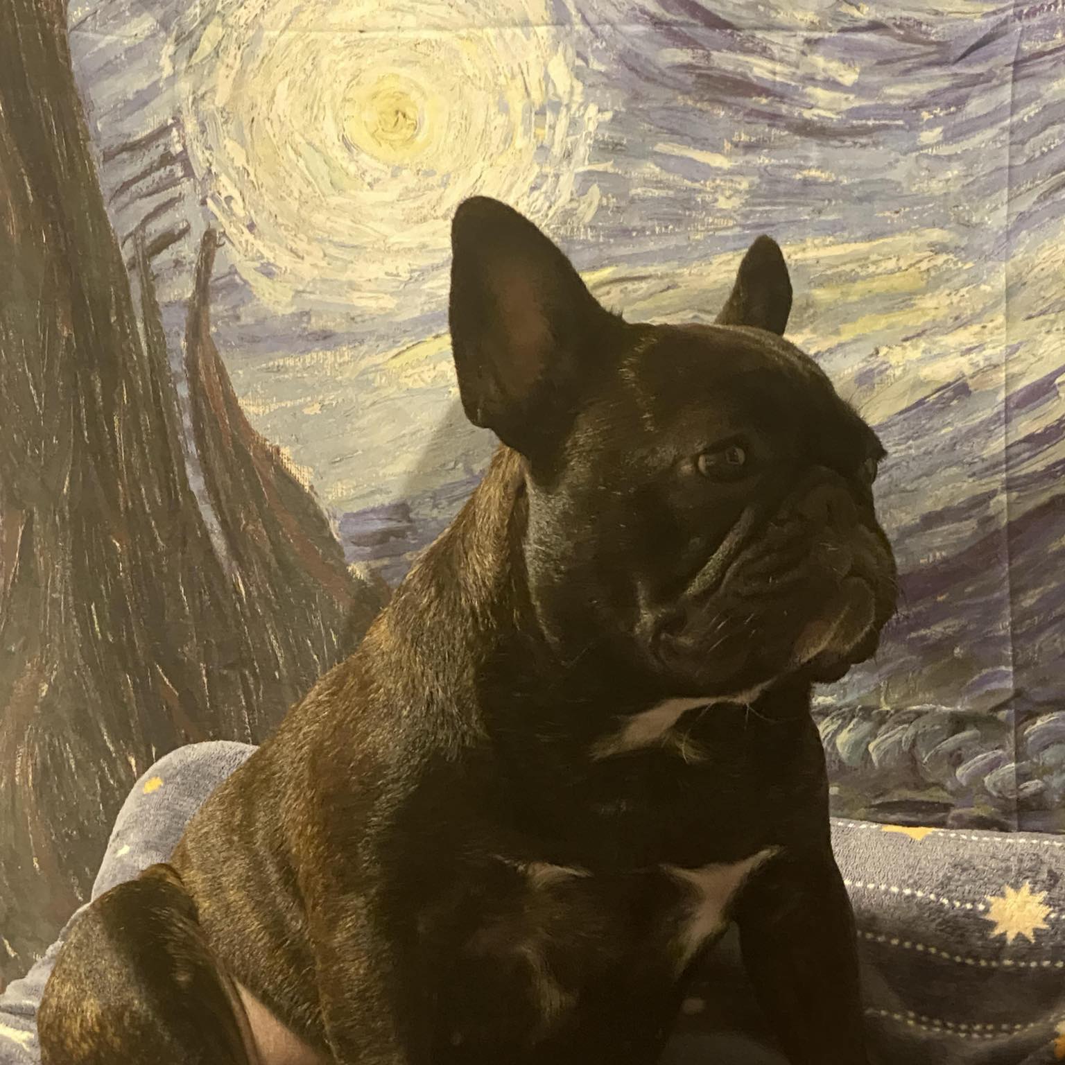 法鬥也瘋狂俱樂部 | 🐾 我們想替她，找一個真正屬於她的家 ️ | Facebook