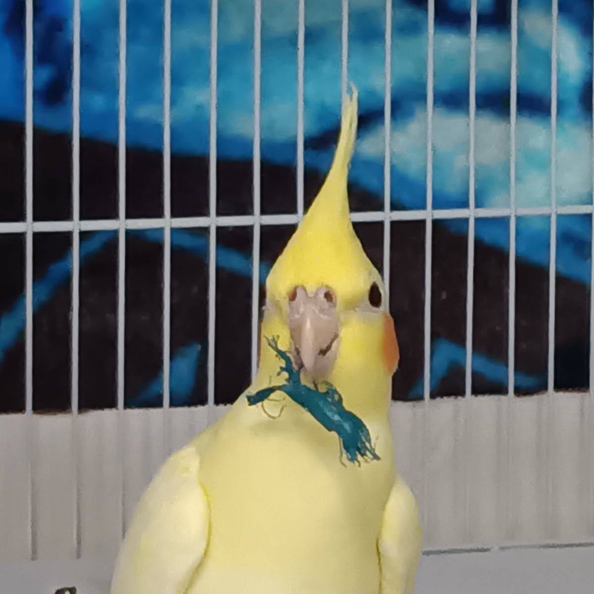 Cockatiel Group | Hi everyone! | Facebook