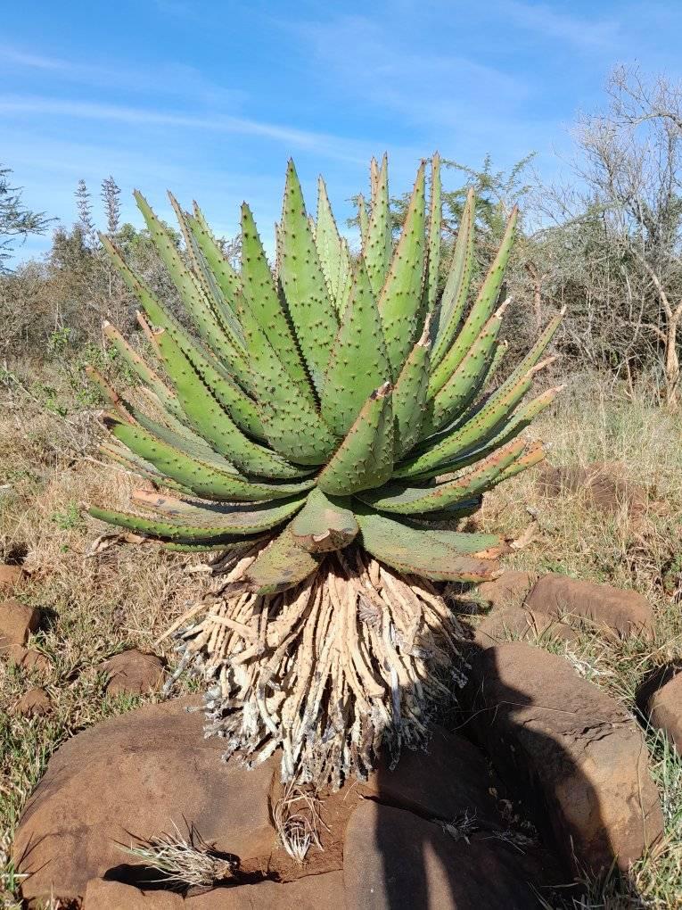 Imithi Yesintu Ngezithombe | Tugela Ferry