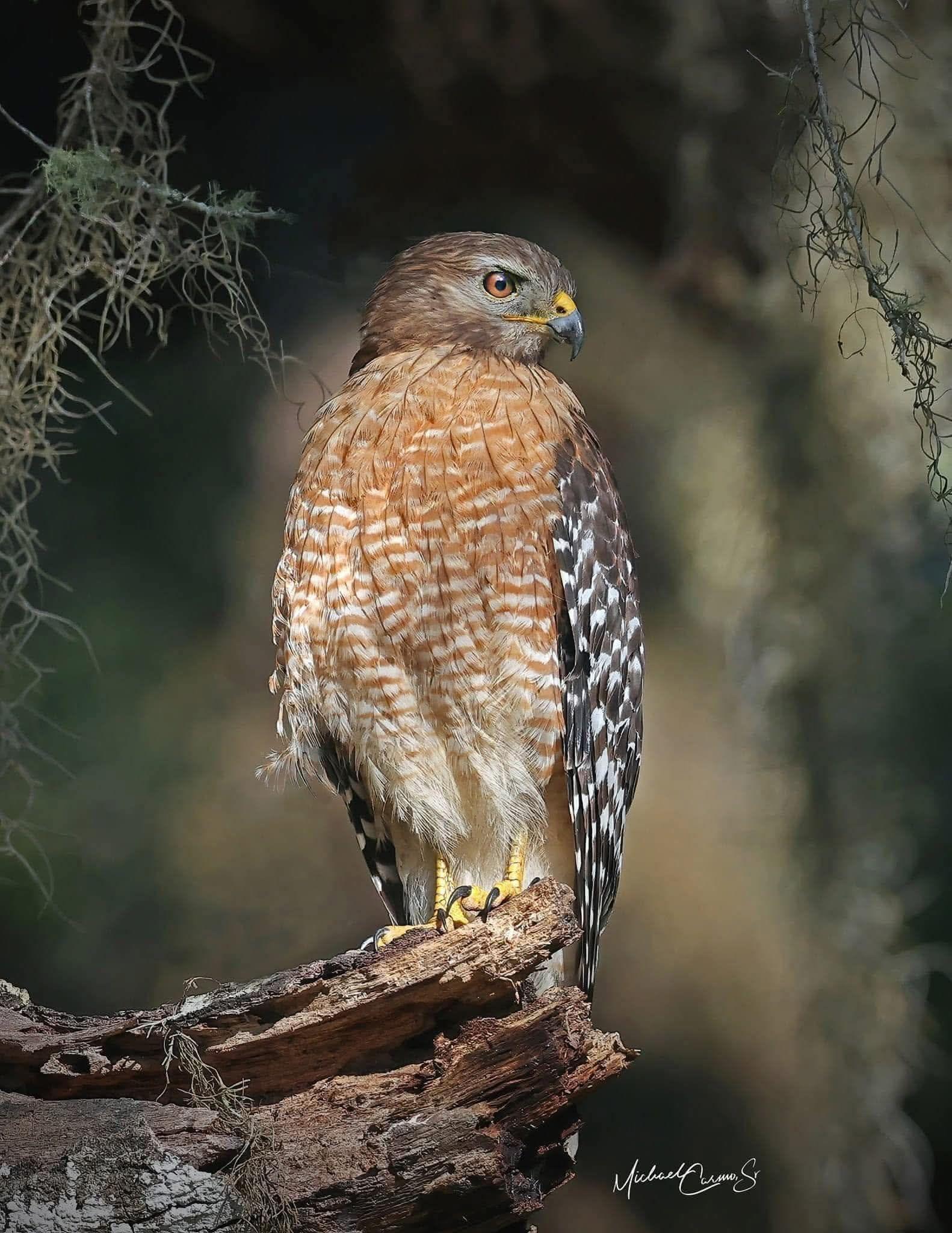Hawk Hollow Equine Rescue, LLC | Brooksville FL