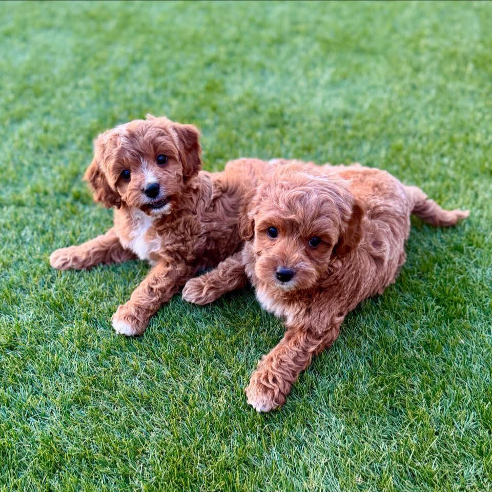 Arizona Cavapoo & Cockapoo paws | Phoenix AZ