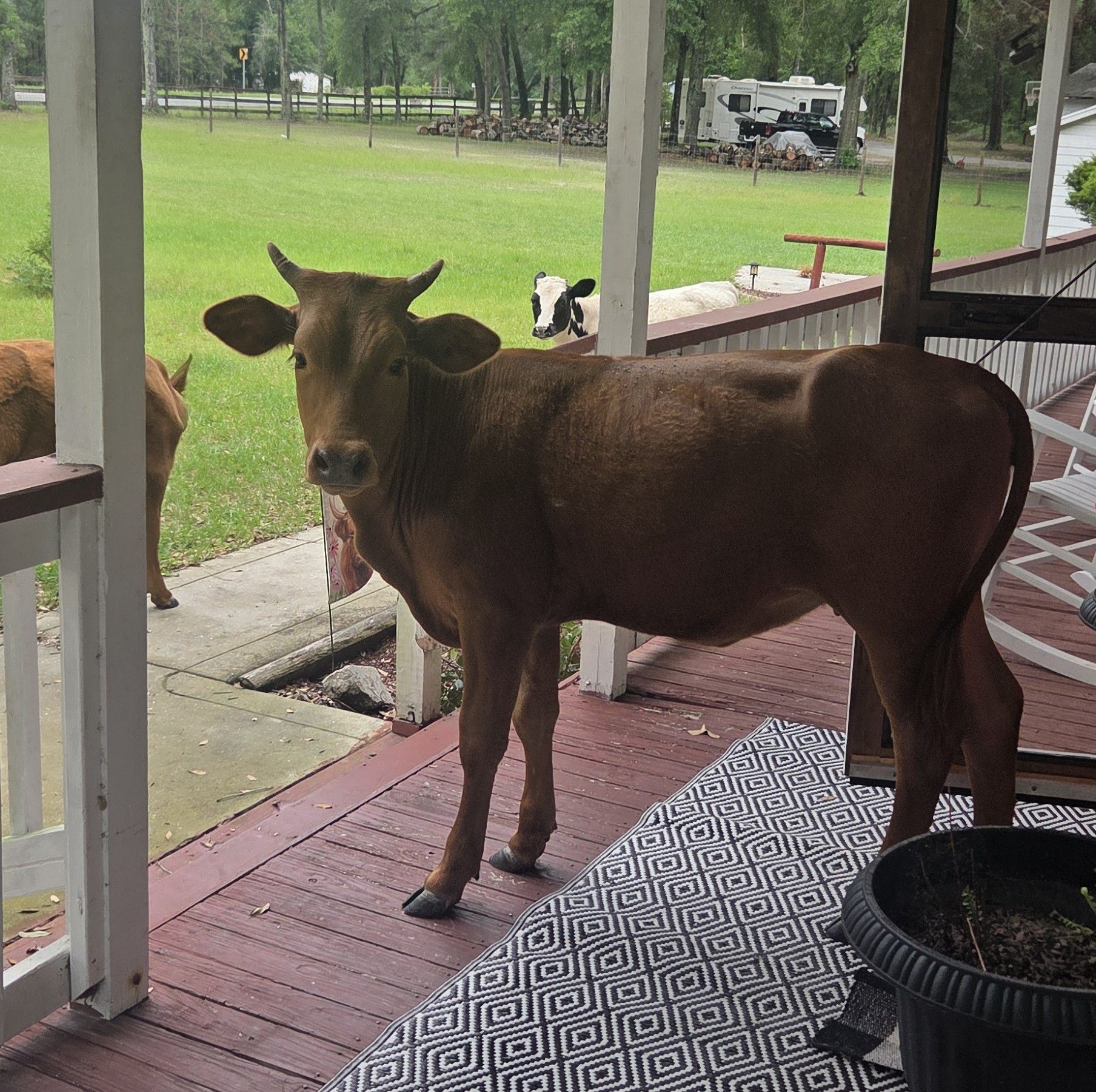 The Little Roost Homestead | Lake City FL