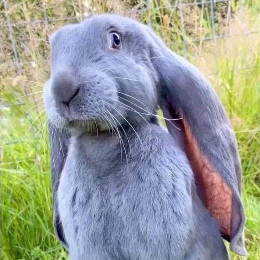 Rabbits for adoption and rehoming