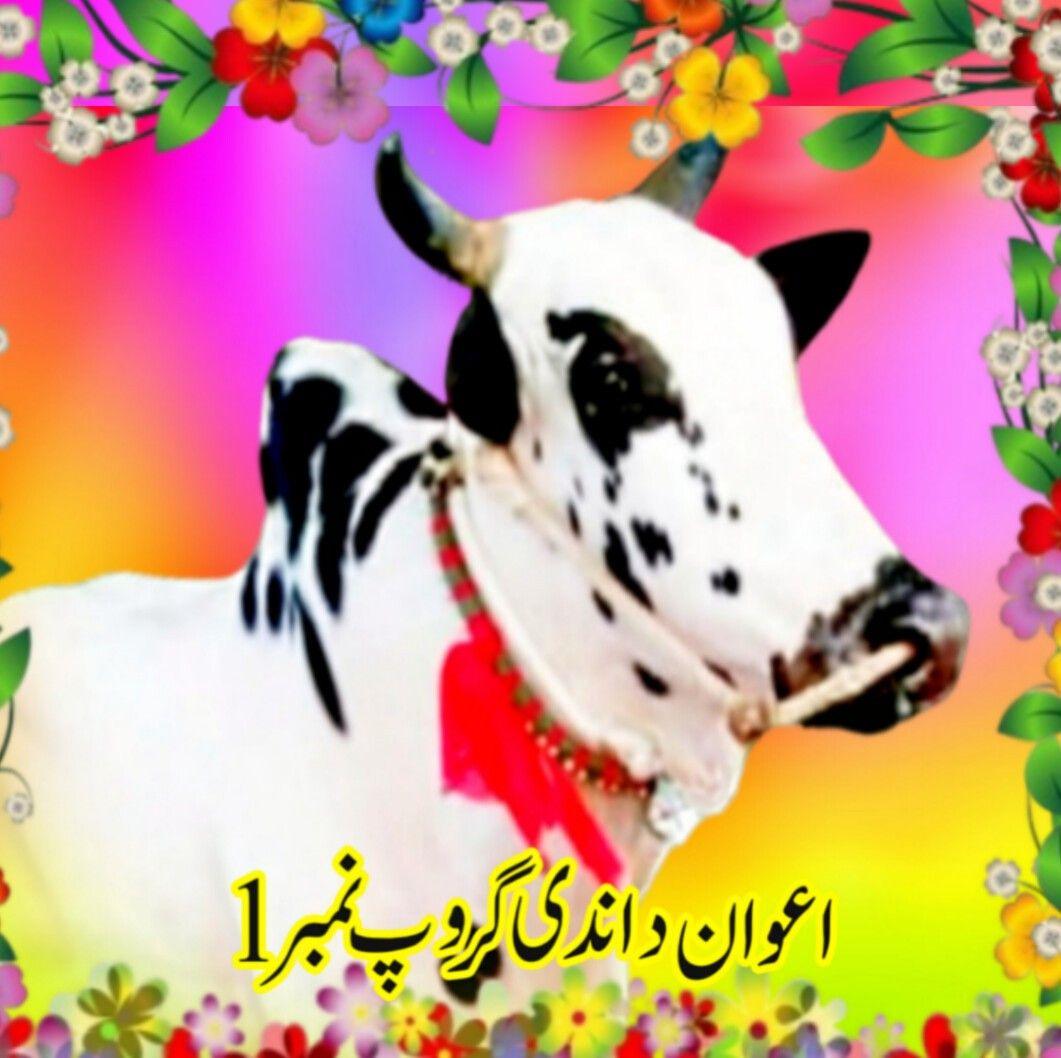 اعوان داندی گروپ نمبر 1 | Attock City