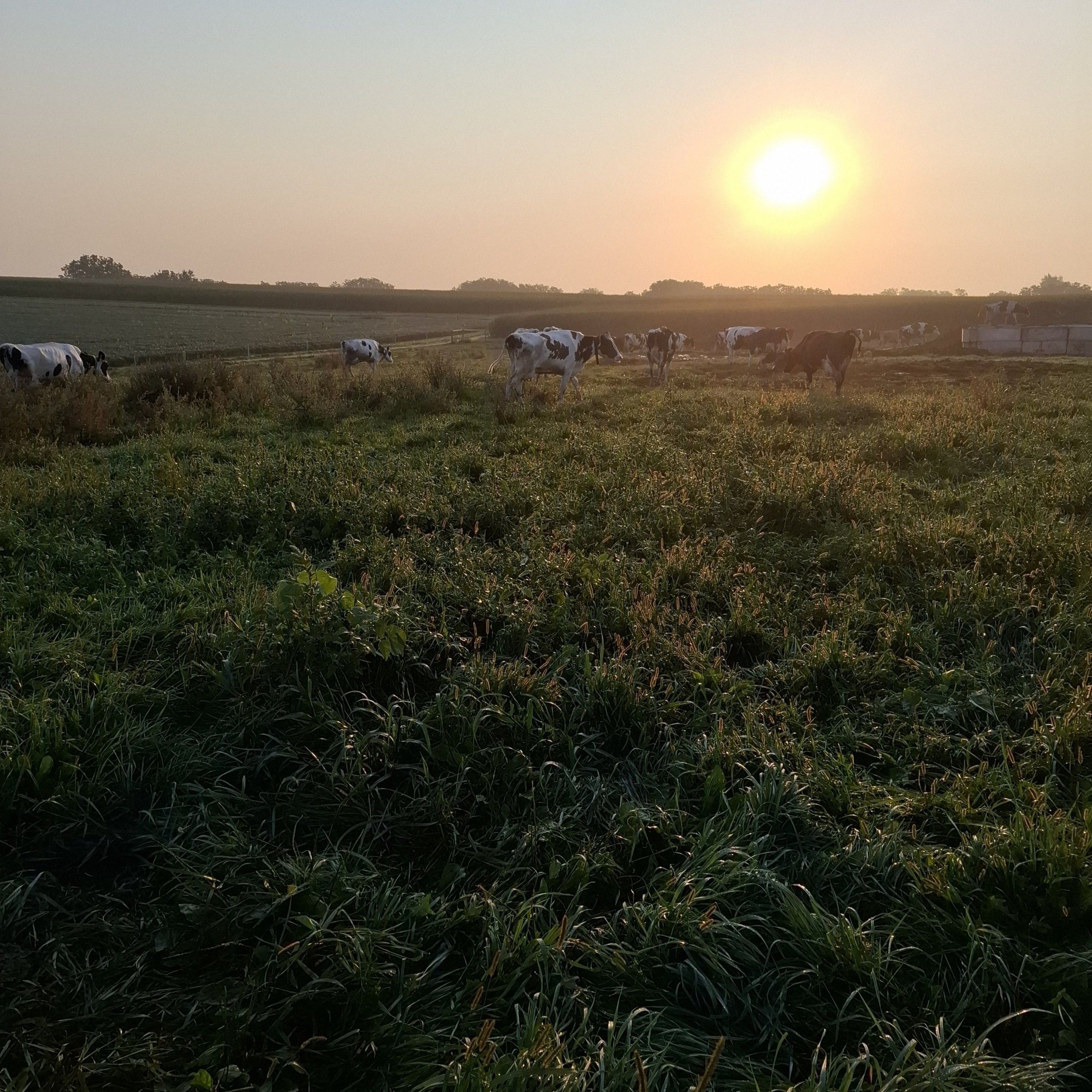 Silage Kings | What’s a good rate for custom chopping don’t have scales ...