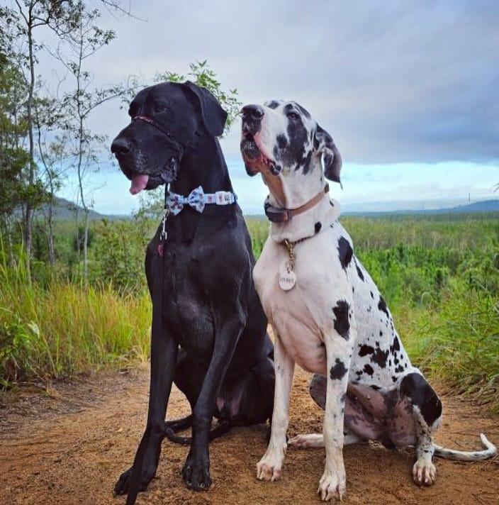 Image showcasing Great Dane Owners