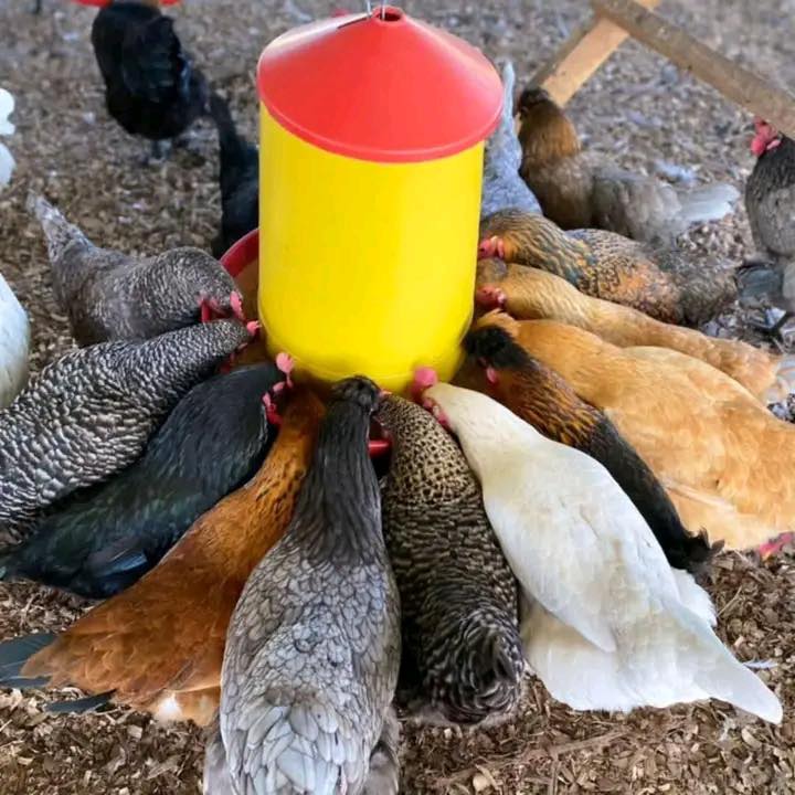 Gallinas y Marranos de doña Rocio