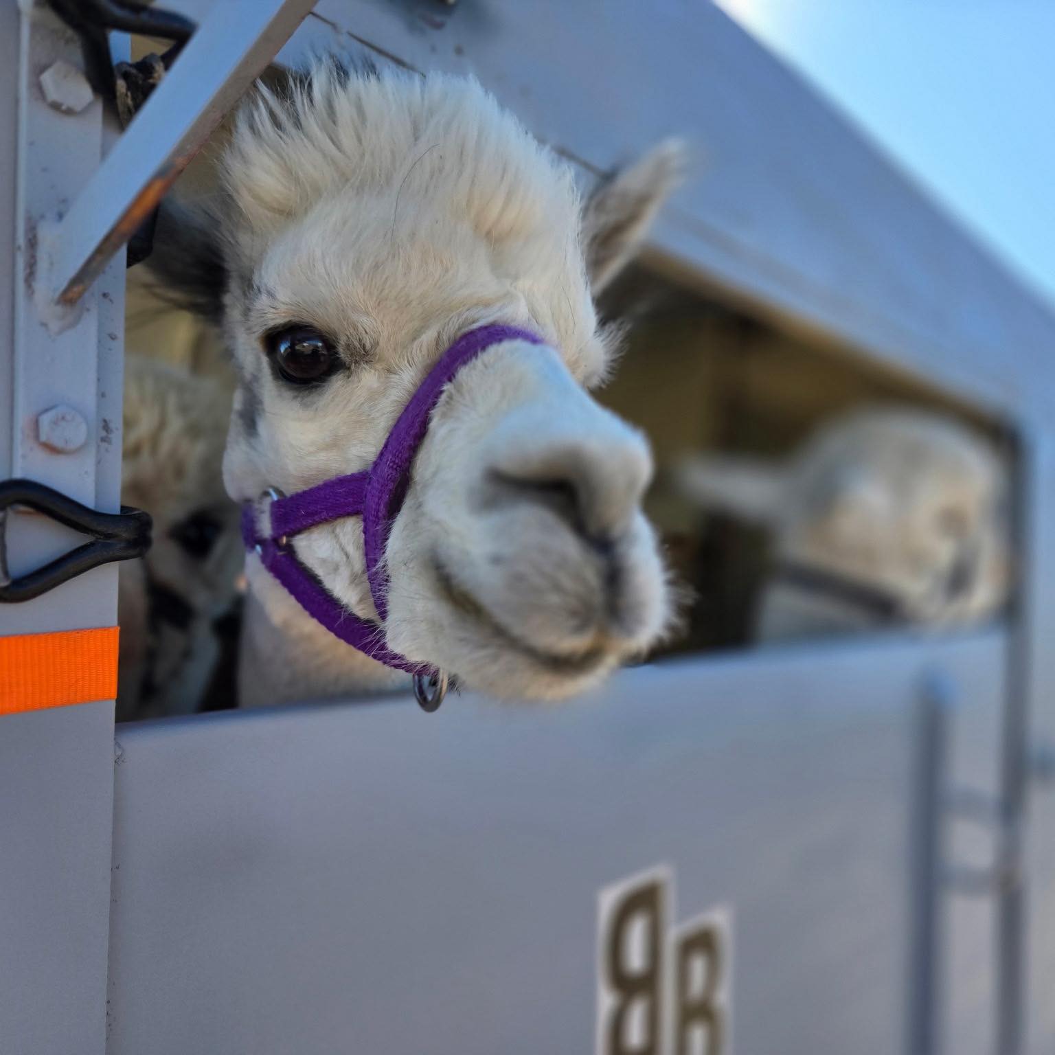 Double B Ranch-Alpaca | Valley Springs CA