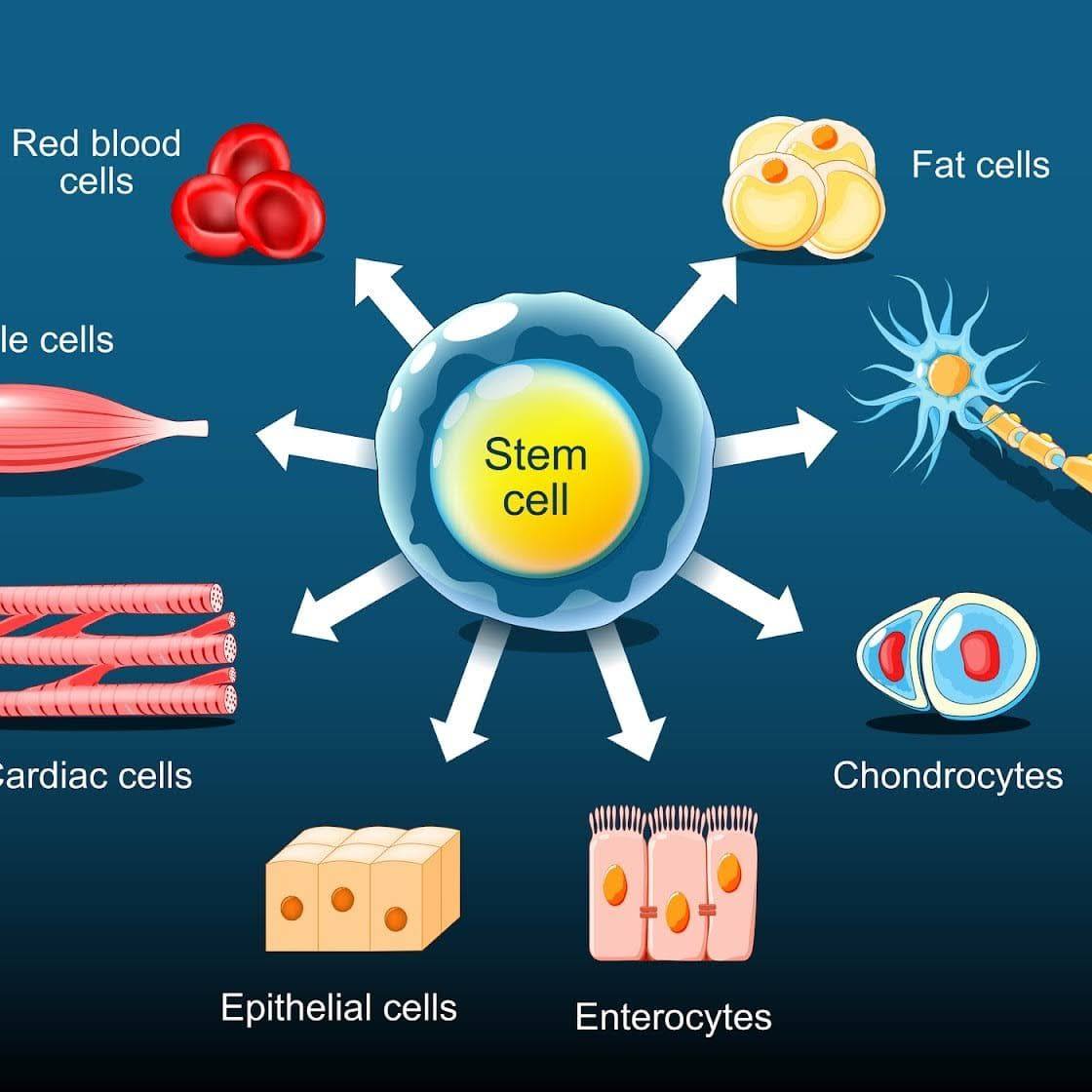 STEM CELL TECH BD | Dhaka