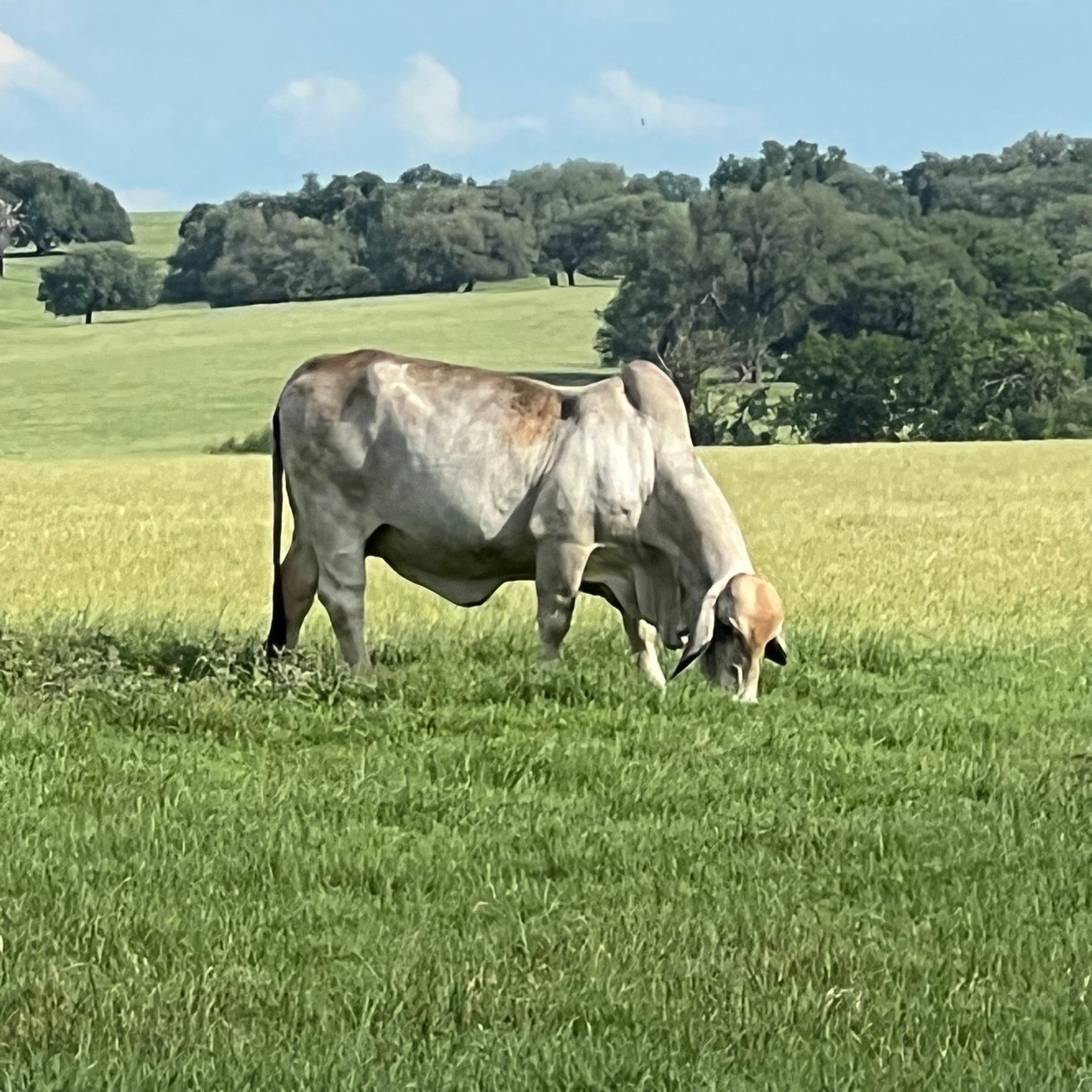 Collins Brahman Ranch | Chilton TX