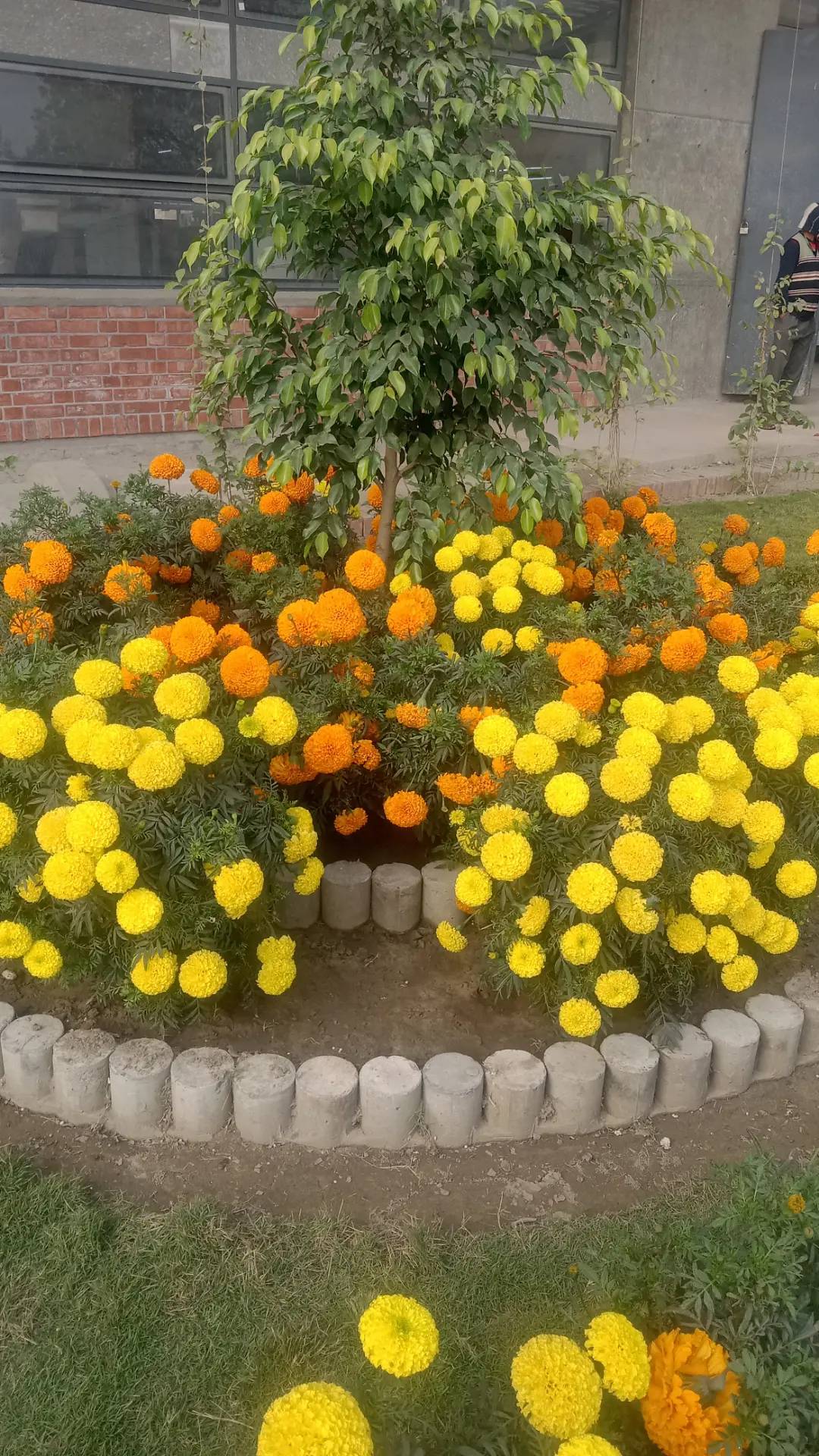 Soma Rani