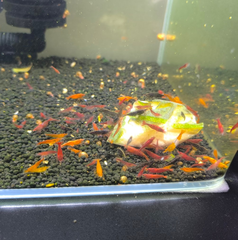孔雀魚送養 公益 飼養心得交流區 | 孔雀魚會獵食蘋果螺嗎 | Facebook