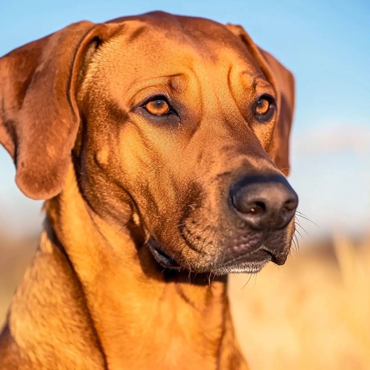 Crossed the rainbow bridge but left pawprints on my soul | Rhodesian ...