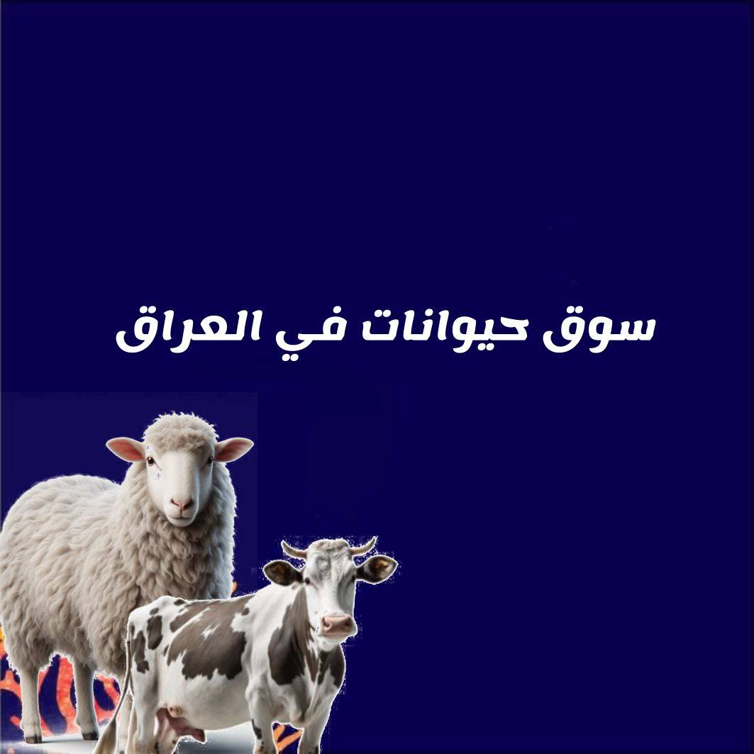 سوق حیوانات فی العراق | Baghdad