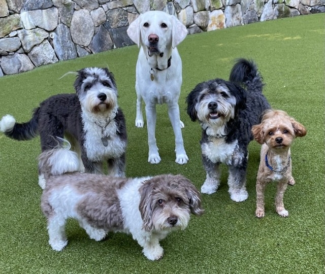 Visual Reference: Wk9 Dog Training Daycare And Boarding