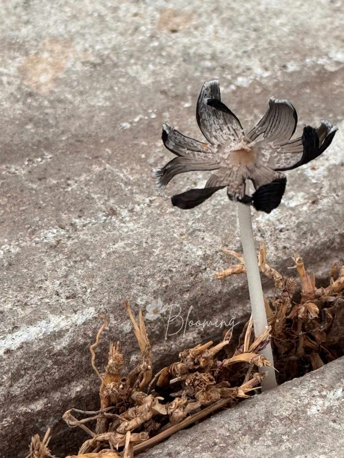 Blooming Through The Cracks