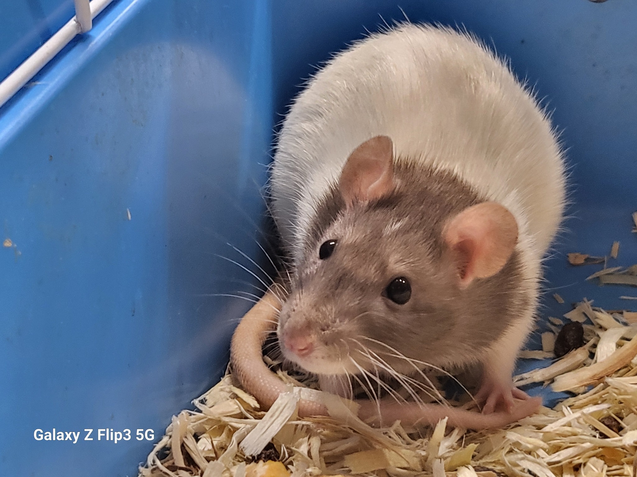 A & J Rats | Carroll IA