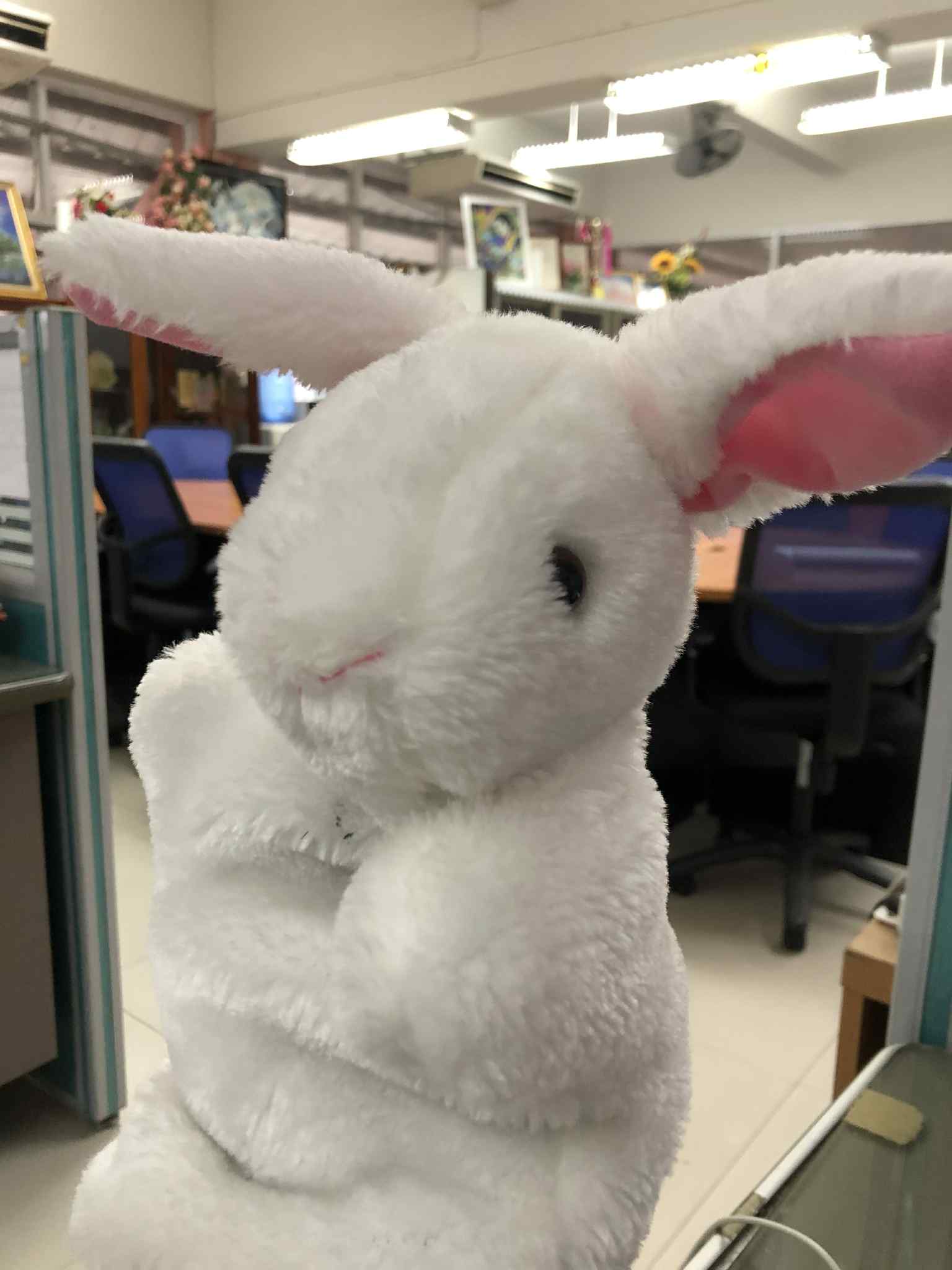 Rachael the Rabbit