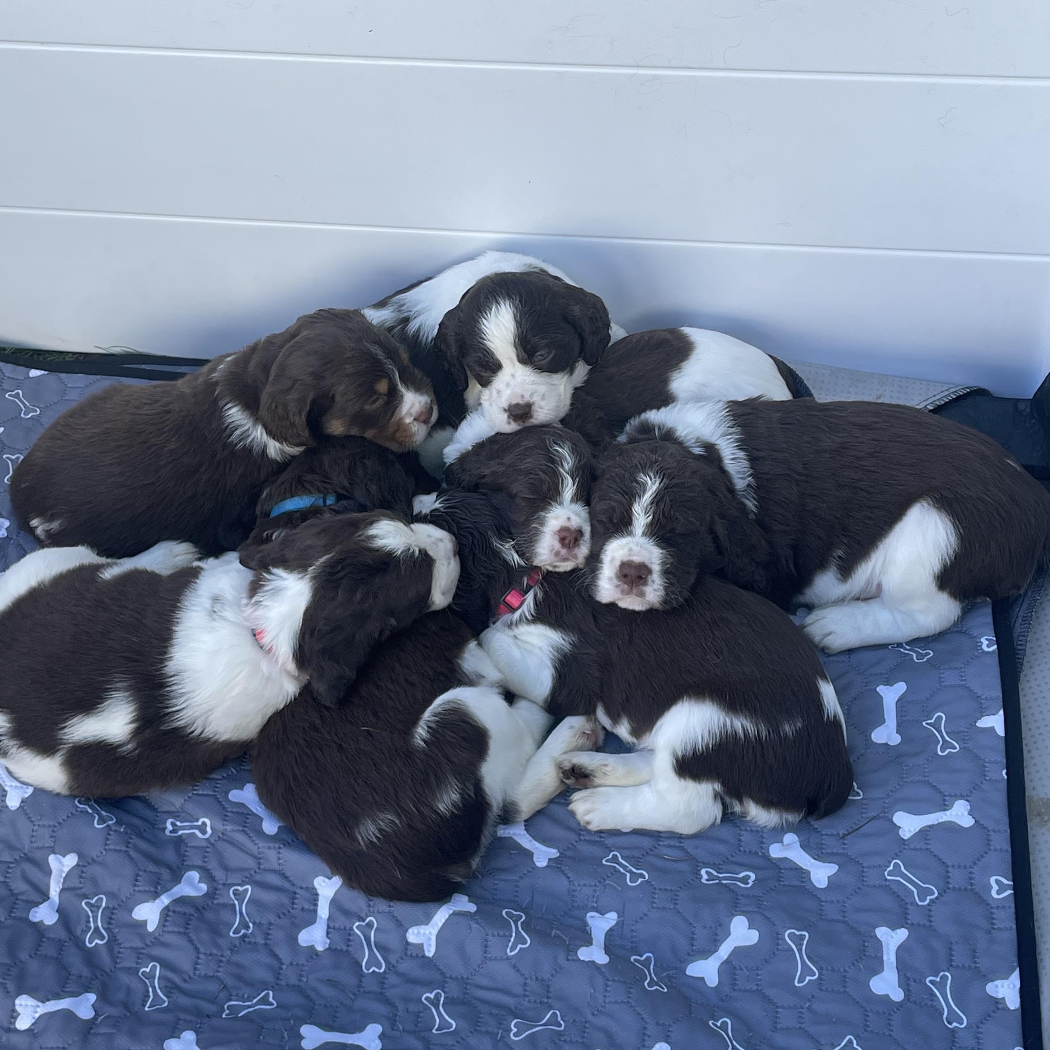Flag City Springers